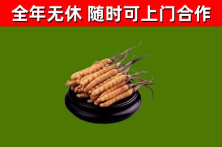 西城区回收冬虫夏草